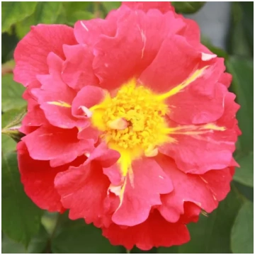 Rozā - climber, vīteņroze - nesmaržīga roze - Baja