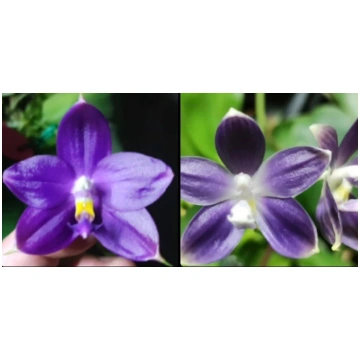Phalaenopsis Orchid Seedling from Bangkok Orchids 