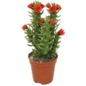 Telpaugi Austrocylindropuntia subulata(airu kaktus