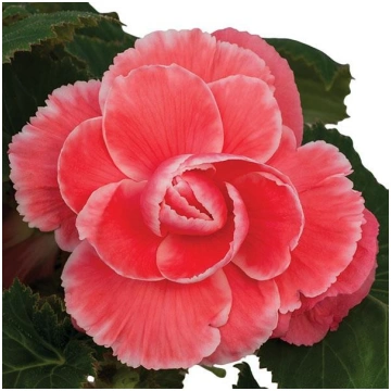 Bumbuļveida Begonija Melon Lace 10 sēklas