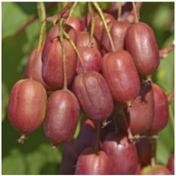 ASĀ AKTINĪDIJA SCARLET SEPTEMBER KIWI KITI UŽSIENI