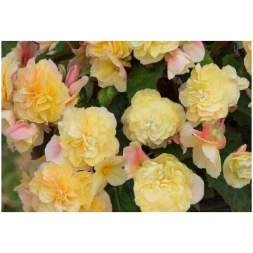 Begonija SweetSpice Yellow