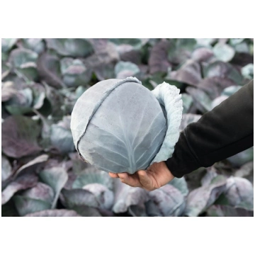 Cavolo cappuccio rosso ALFARO 80GG
