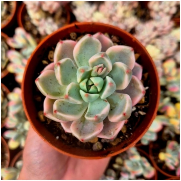 Graptoveria "Pretty in Pink" variegated Donsuculen