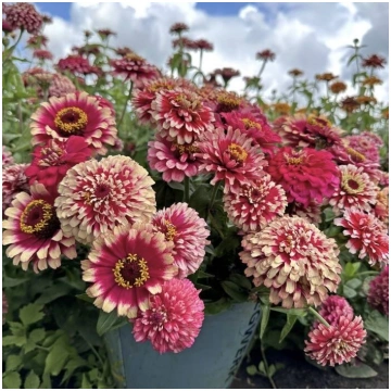 Gleznā cīnija 'Mazurkia' (Zinnia elegans