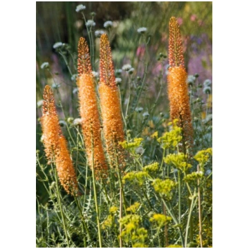 Eremūrs ‘Cleopatra’ sīpoli | Eremurus x isabellinu