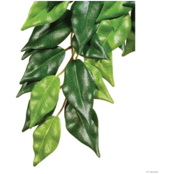 JUNGLE PLANTS - FICUS/LARGE Italian Cresties Shop