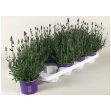 Telpaugi Lavandula ang. "Hidcote"(lavanda)