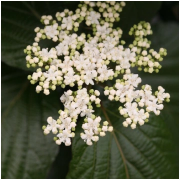 Viburnum SHINY DANCER NCVX1- irbene