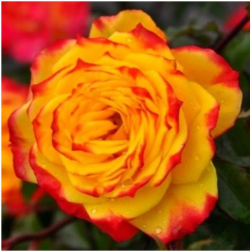 Tequila Sunrise avorful