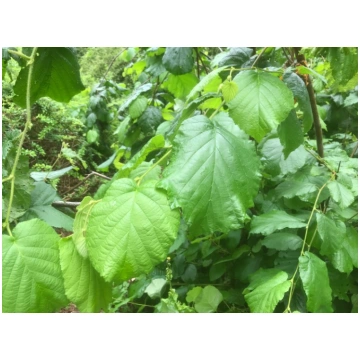 Corylus maxima (Lamberta lazda), konteiners C7, sē