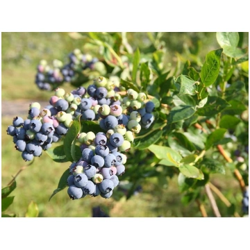 Vaccinium corymbosum-Mirtillo americano Donnadipia