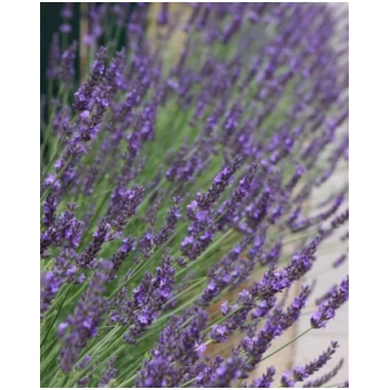Lavandula intermedia Phenomenal | A.M. ozoli