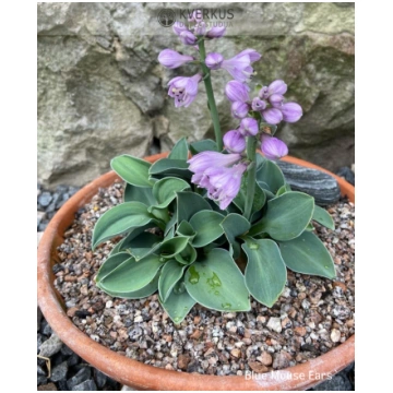 Hosta "Blue Mouse Ears" Kverkus