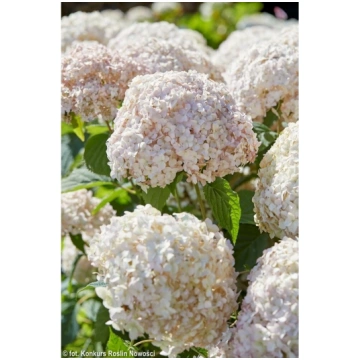 Hortenzija, kokveida "Candybelle" MarshmallowPRB