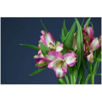 Alstromeria Leone