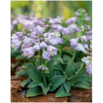 Hosta Blue Mouse Ears | A.M. ozoli