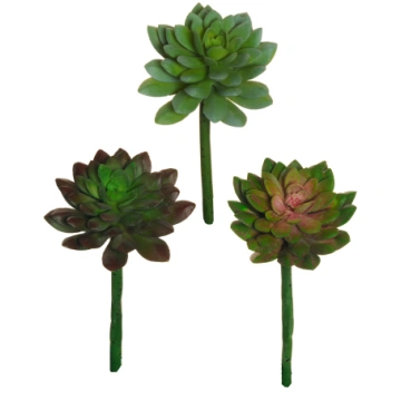 Medium Echeveria rubber succulent Casolaro Hotelle