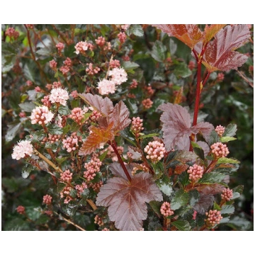 Physocarpus opulifolius 'Little Devil' I