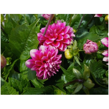 Dahlia hortensis Labella Medio Fun Pink Blush | A.