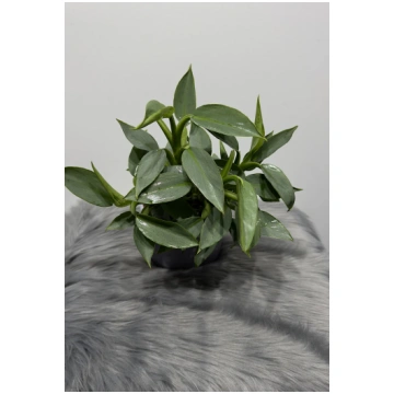 Philodendron Silver Augi-Plants