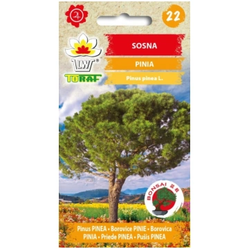 Priede PINEA bonsai ,10sēklas