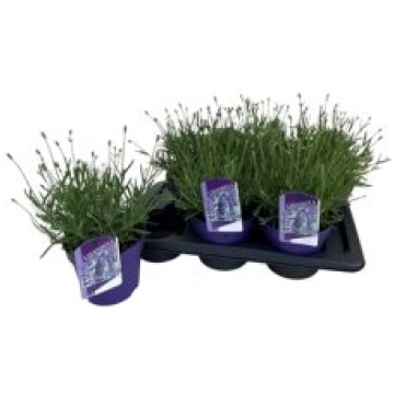 Telpaugi Lavandula ang. "Essence Purple(Lavanda)