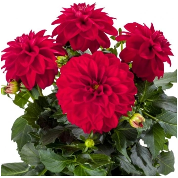 DAHLIA LABELLA Medio Red