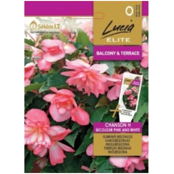 KAMOLBEGONIJAS CHANSON H BICOLOUR PINK AND WHITE L