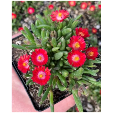 Delosperma cooperi Jewel of Desert Grenade | A.M. 
