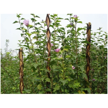 Auga atbalsts Willow 130 cm, pīts, augu atbalstam