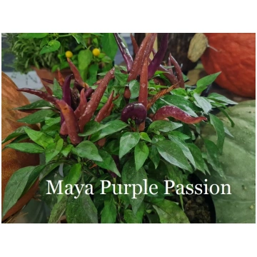 Maya Purple Passion (4*) (asā pipara stāds podiņā)