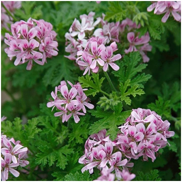 Smaržīgo pelargoniju kaste - Rožu "Attar of Roses"