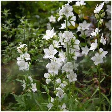 Dižā pulkstenīte ‘Alba’ (Campanula persicifolia) 0