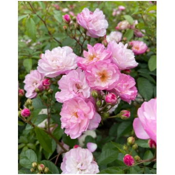 Rosa Siluetta Lavender KORdes | A.M. ozoli