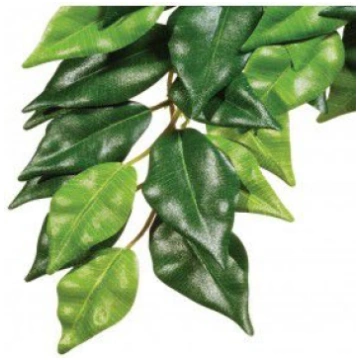Hagen EXOTERRA ROSLINA FICUS L 012856 (01556123050