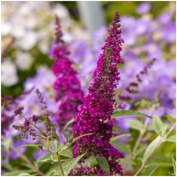 Budleja "Magenta Munchkin/Little"