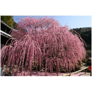 Nokarenā Japānas aprikoze Prunus mume 'Pendul