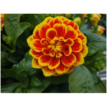 Dahlia hortensis Labella Medio Fun Orange Flame | 