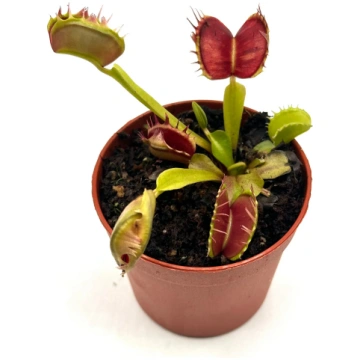 Dionaea Muscipula "Strange Teeth" (Caput Mundi Lab