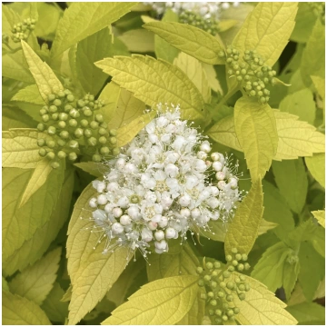 Spireja "White Gold"