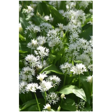 Lakši (Allium ursinum) 0,1g