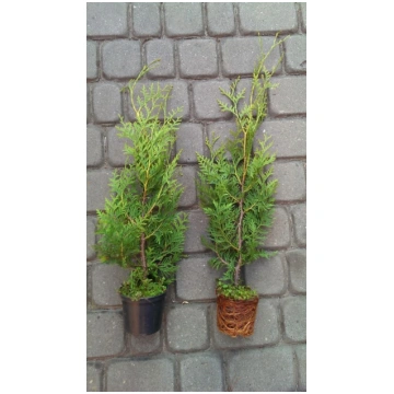 Tuje Brabant Thuja Brabant 15-25cm 1-2L Topf 44 EU