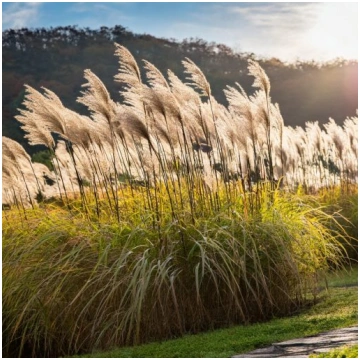 Ķīnas miskante- Miscanthus Sinensis ”Miranda”