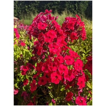 Phlox paniculata 'Miss Mary'®, P13 Skara