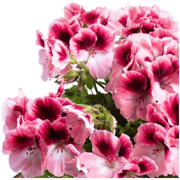 Karaliskā lielziedu pelargonija "Aristo romance"- 