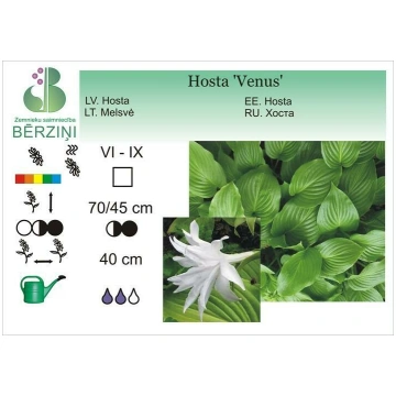 Hosta 'Venus', Hosta
