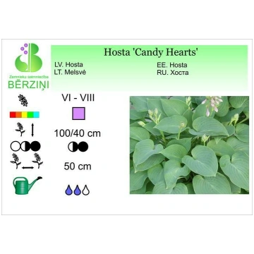 Hosta 'Candy Hearts', Hosta
