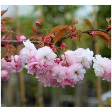 Sakura Prunus Pink Parasol