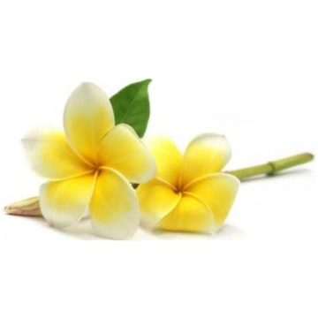 Frangipani (Plumeria Alba) ēteriskā eļļa 3% jojobā